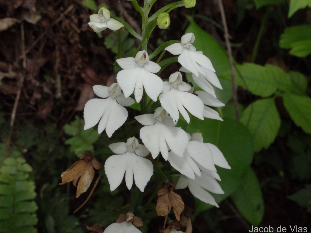 Habenaria plantaginea Lindl.